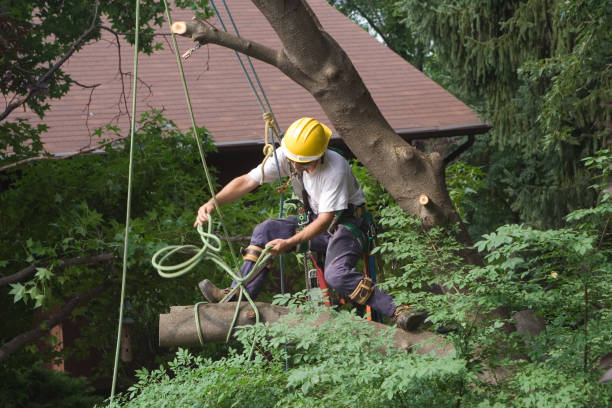 Best Tree Maintenance Programs  in Candler Mcafee, GA